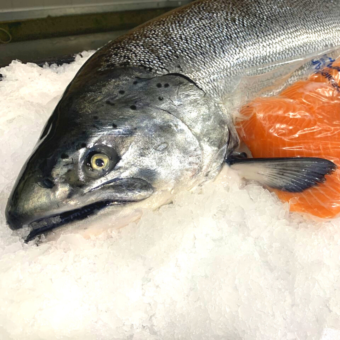 Wild Alaskan Troll King Salmon (4) 7oz portions