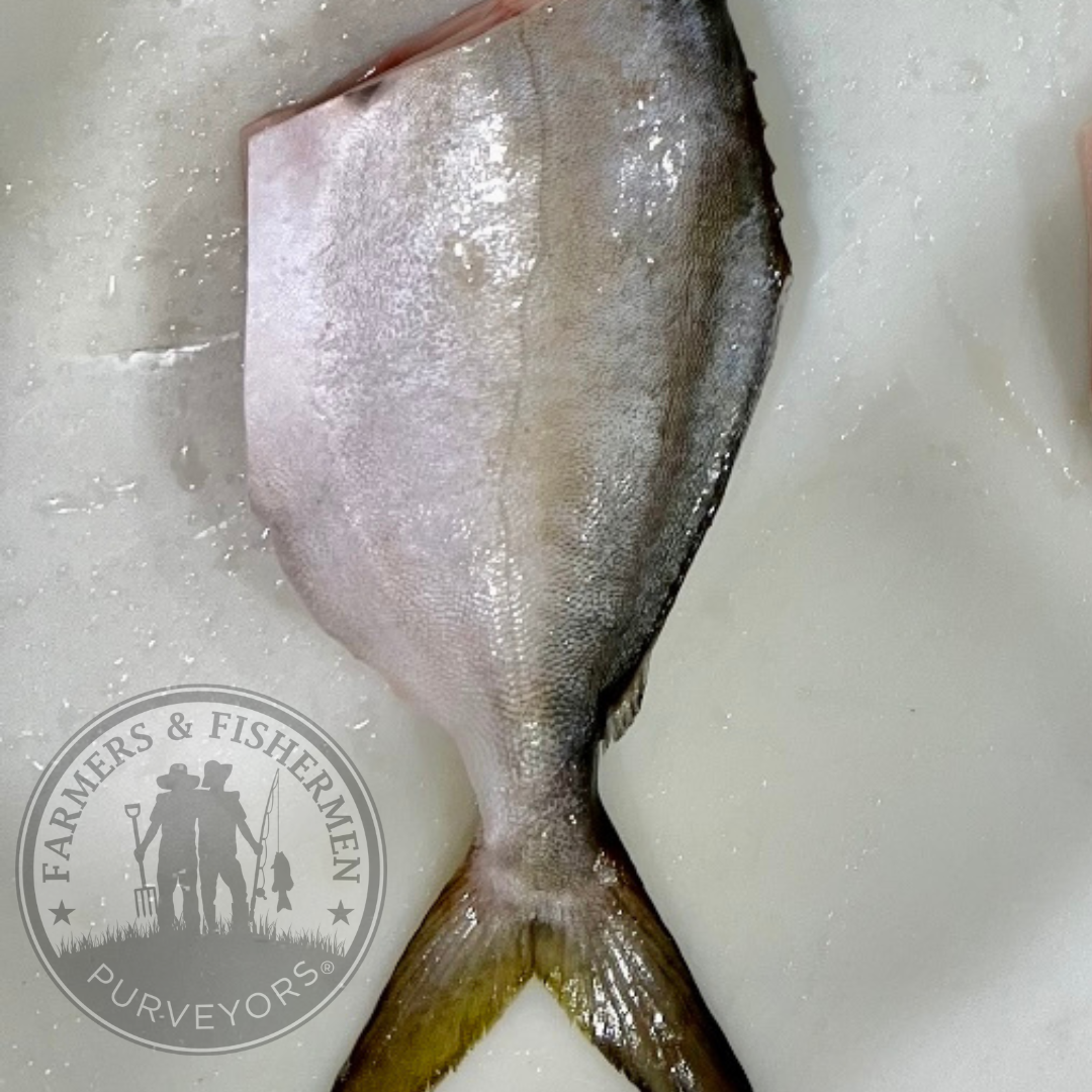 Indian River, Florida Pompano (2) Skin On Fillets Connected by Tail