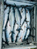 Wild-Caught Copper River Sockeye Salmon Skin-On Side