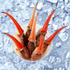 Pasteurized South American Crab Cocktail Claws